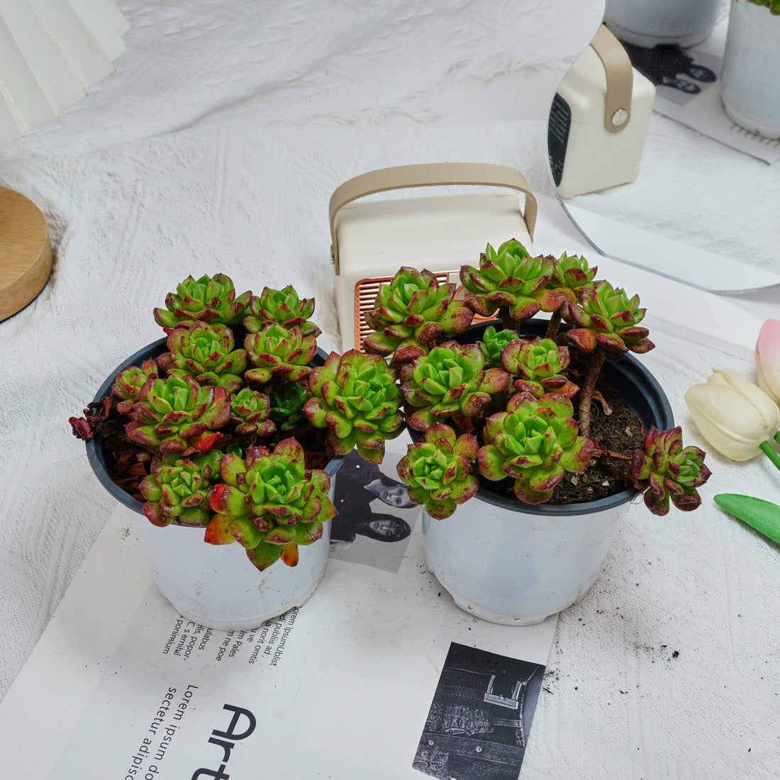 5'' Echeveria Lantern, Rare Live Succulent Plants