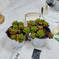 5'' Echeveria Lantern, Rare Live Succulent Plants