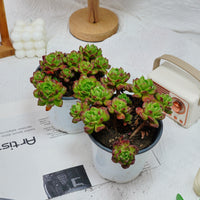 5'' Echeveria Lantern, Rare Live Succulent Plants