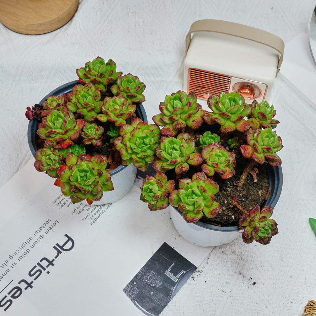 5'' Echeveria Lantern, Rare Live Succulent Plants