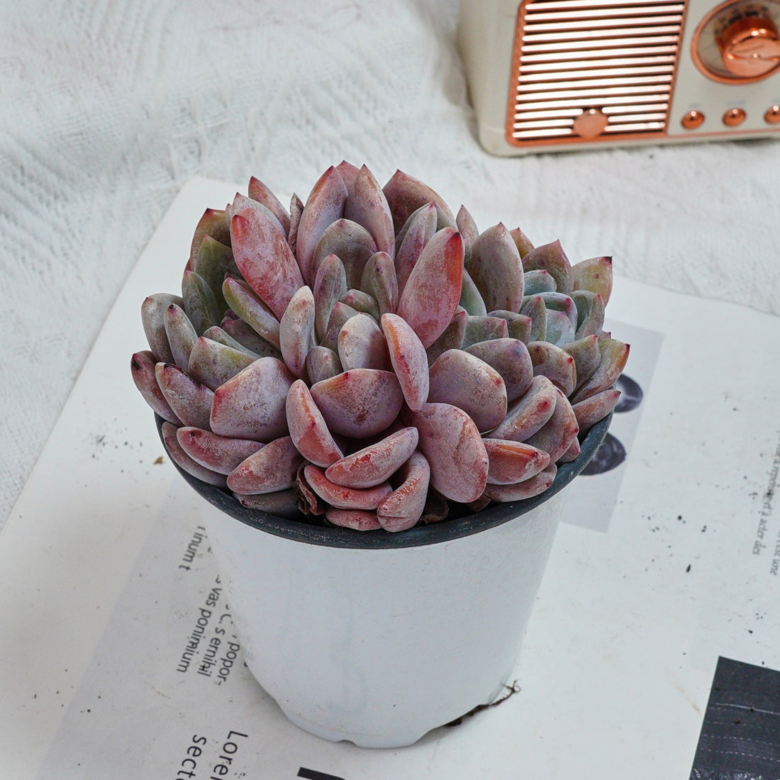 4'' Echeveria Orange Monroe  Crested, Rare Live Succulent Plants