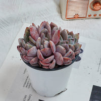 4'' Echeveria Orange Monroe Crested, Rare Live Succulent Plants