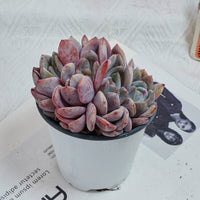 4'' Echeveria Orange Monroe Crested, Rare Live Succulent Plants