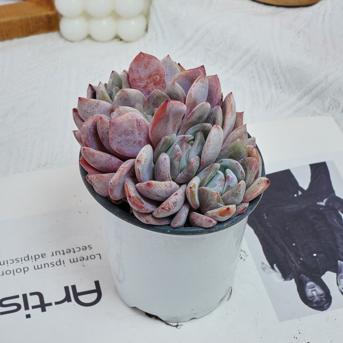 4'' Echeveria Orange Monroe  Crested, Rare Live Succulent Plants