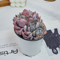 4'' Echeveria Orange Monroe Crested, Rare Live Succulent Plants