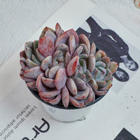 4'' Echeveria Orange Monroe Crested, Rare Live Succulent Plants