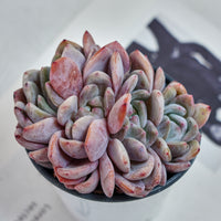 4'' Echeveria Orange Monroe Crested, Rare Live Succulent Plants