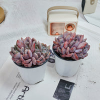 4'' Echeveria Orange Monroe Crested, Rare Live Succulent Plants
