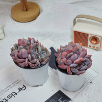 4'' Echeveria Orange Monroe Crested, Rare Live Succulent Plants