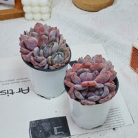 4'' Echeveria Orange Monroe Crested, Rare Live Succulent Plants