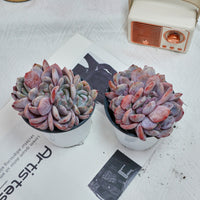 4'' Echeveria Orange Monroe Crested, Rare Live Succulent Plants