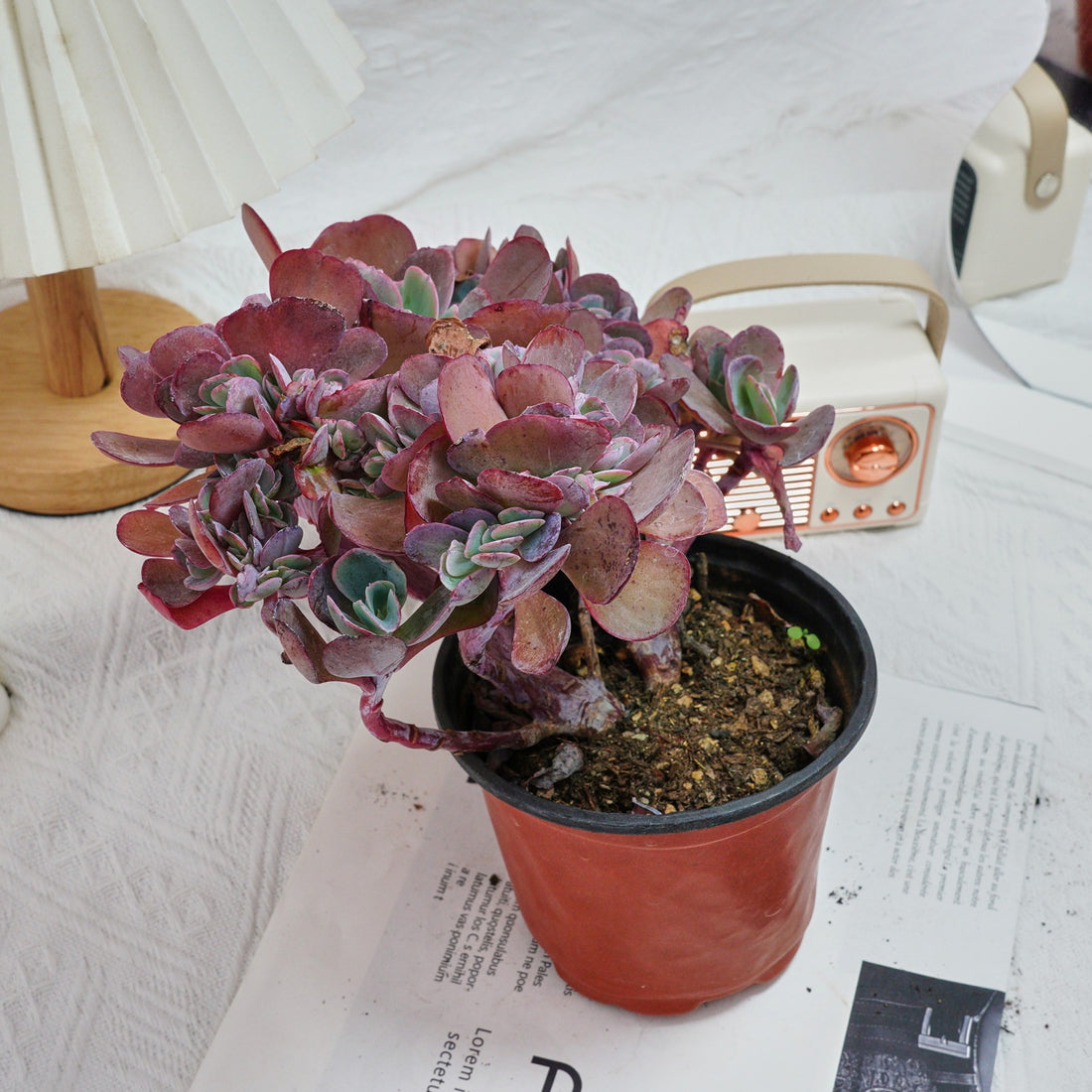 5'' Echeveria Imbricata Crested, Rare Live Succulent Plants