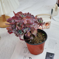 5'' Echeveria Imbricata Crested, Rare Live Succulent Plants