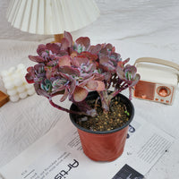5'' Echeveria Imbricata Crested, Rare Live Succulent Plants