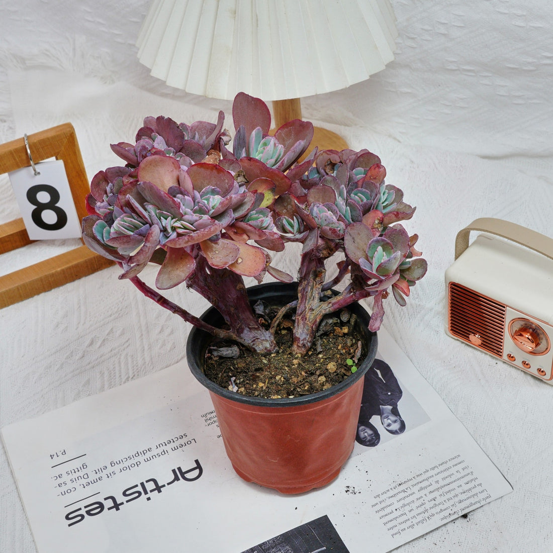 5'' Echeveria Imbricata Crested, Rare Live Succulent Plants