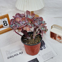 5'' Echeveria Imbricata Crested, Rare Live Succulent Plants