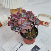 5'' Echeveria Imbricata Crested, Rare Live Succulent Plants