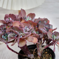 5'' Echeveria Imbricata Crested, Rare Live Succulent Plants
