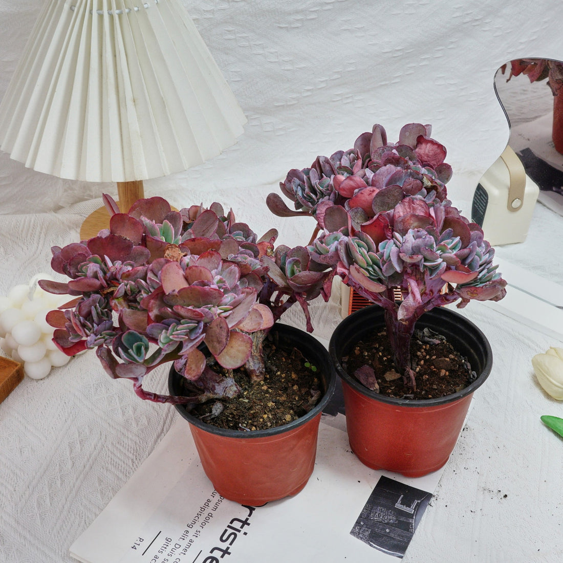 5'' Echeveria Imbricata Crested, Rare Live Succulent Plants