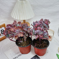 5'' Echeveria Imbricata Crested, Rare Live Succulent Plants