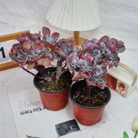 5'' Echeveria Imbricata Crested, Rare Live Succulent Plants