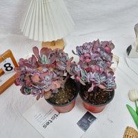 5'' Echeveria Imbricata Crested, Rare Live Succulent Plants