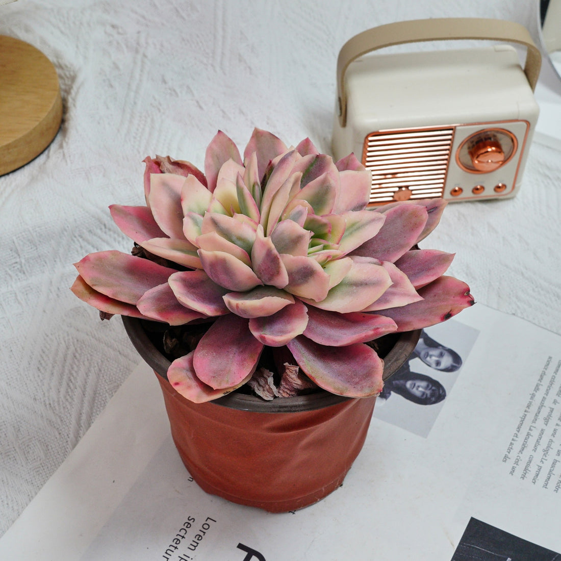 5'' Echeveria Luella Variegated, Rare Live Succulent Plants