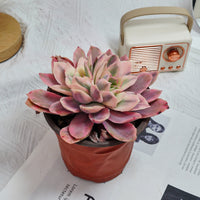5'' Echeveria Luella Variegated, Rare Live Succulent Plants