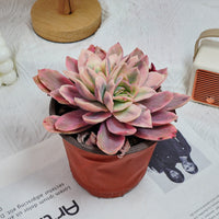 5'' Echeveria Luella Variegated, Rare Live Succulent Plants