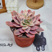 5'' Echeveria Luella Variegated, Rare Live Succulent Plants