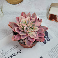 5'' Echeveria Luella Variegated, Rare Live Succulent Plants