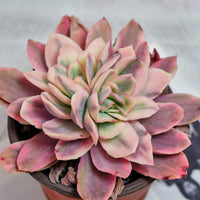 5'' Echeveria Luella Variegated, Rare Live Succulent Plants