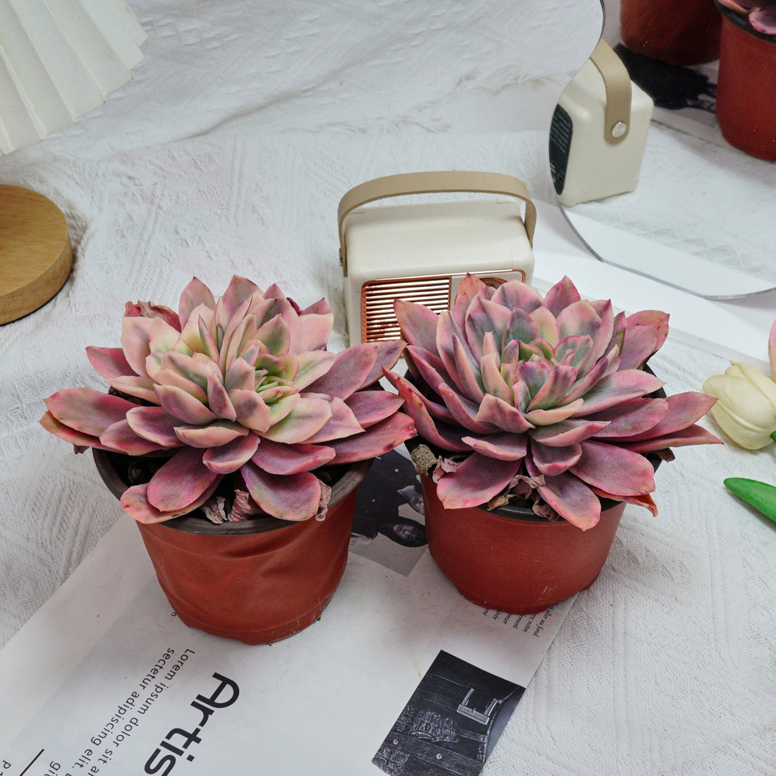 5'' Echeveria Luella Variegated, Rare Live Succulent Plants