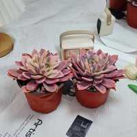 5'' Echeveria Luella Variegated, Rare Live Succulent Plants