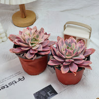 5'' Echeveria Luella Variegated, Rare Live Succulent Plants