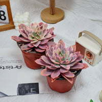 5'' Echeveria Luella Variegated, Rare Live Succulent Plants