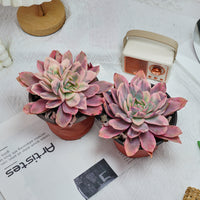 5'' Echeveria Luella Variegated, Rare Live Succulent Plants