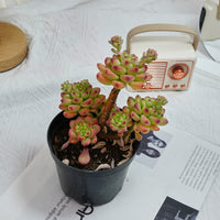 5'' Sedeveria Shangri La, Rare Live Succulent Plants