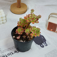5'' Sedeveria Shangri La, Rare Live Succulent Plants