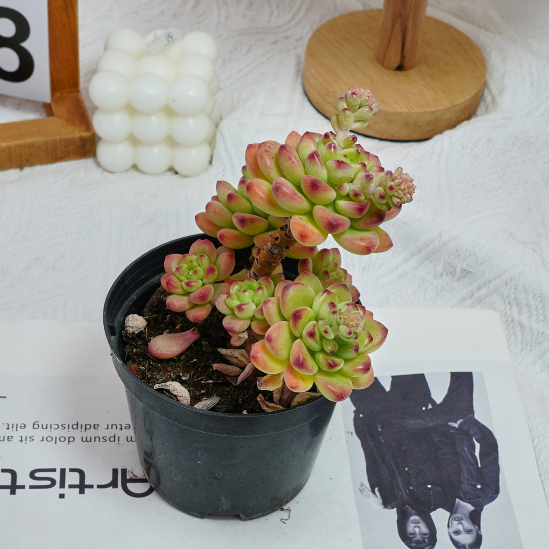 5'' Sedeveria Shangri La, Rare Live Succulent Plants