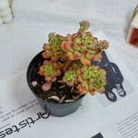 5'' Sedeveria Shangri La, Rare Live Succulent Plants