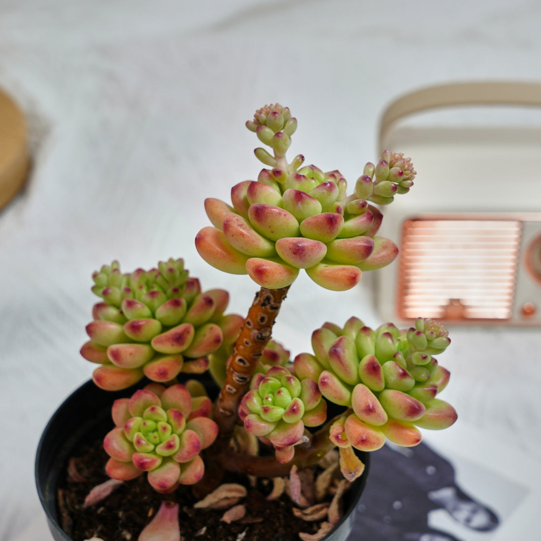 5'' Sedeveria Shangri La, Rare Live Succulent Plants