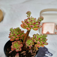 5'' Sedeveria Shangri La, Rare Live Succulent Plants