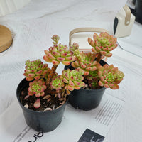 5'' Sedeveria Shangri La, Rare Live Succulent Plants