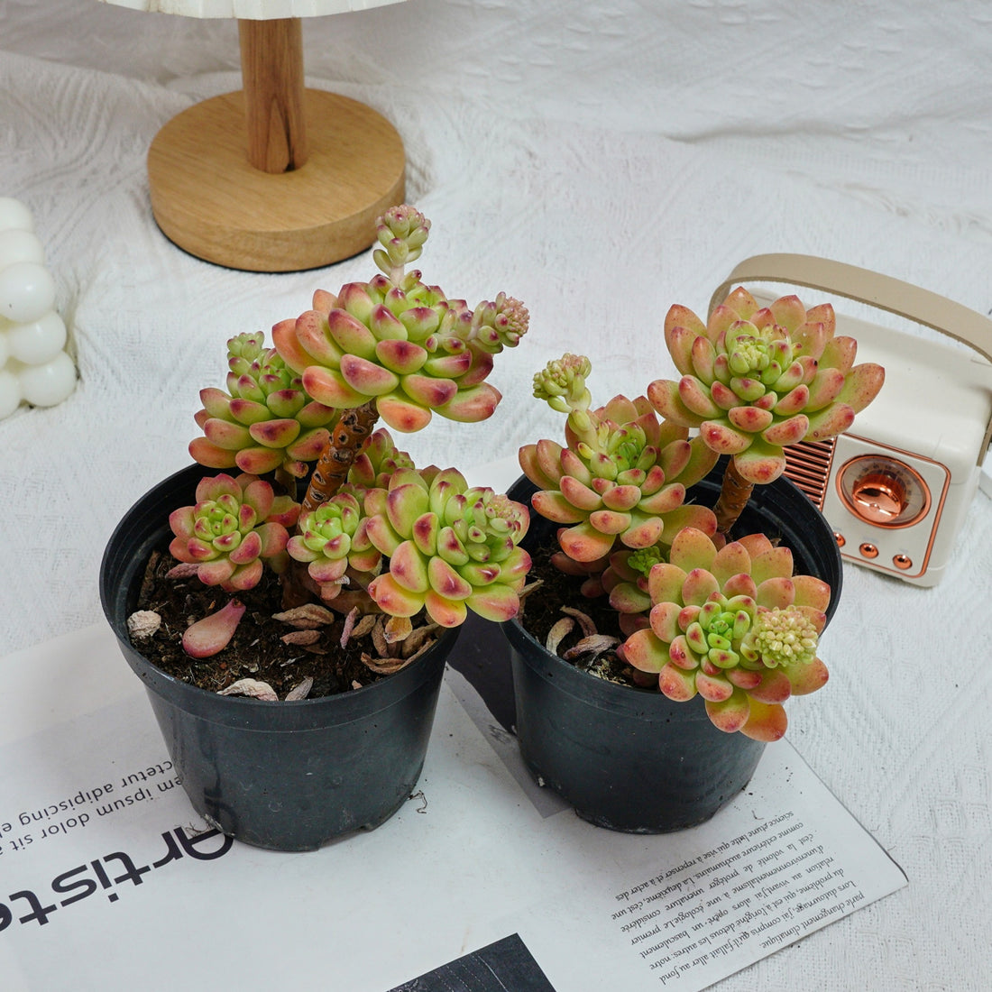 5'' Sedeveria Shangri La, Rare Live Succulent Plants