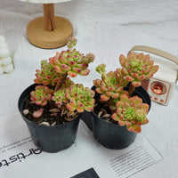 5'' Sedeveria Shangri La, Rare Live Succulent Plants
