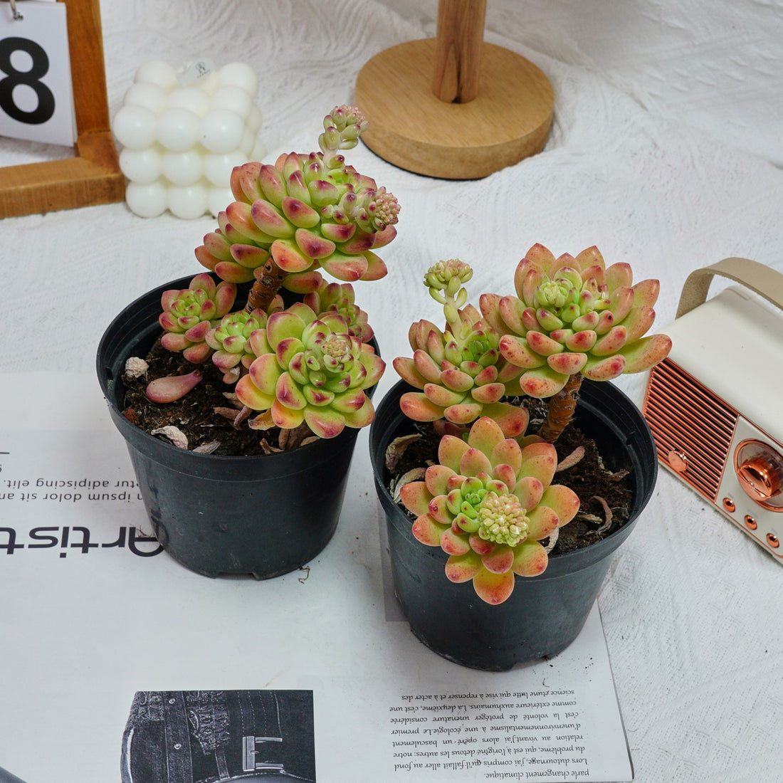 5'' Sedeveria Shangri La, Rare Live Succulent Plants