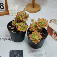 5'' Sedeveria Shangri La, Rare Live Succulent Plants