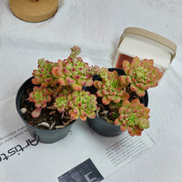 5'' Sedeveria Shangri La, Rare Live Succulent Plants