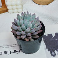 5'' Echeveria Angel Fingers, Rare Live Succulent Plants